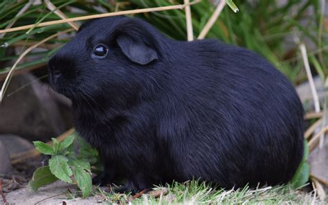 Download Wallpapers Black Guinea Pig Cute Animals Pets Green Grass