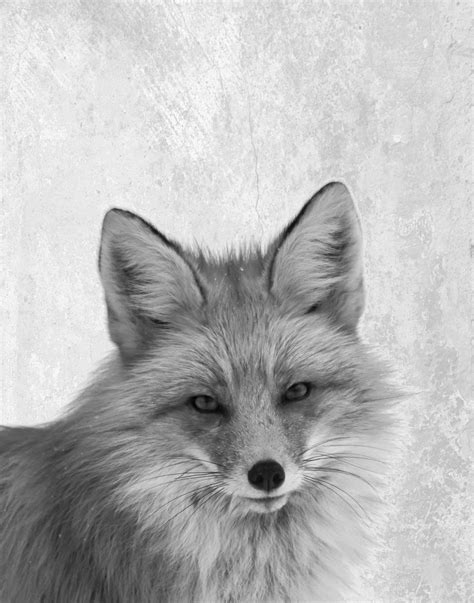 Fox Print Fox Photo Printable Art Woodland Decor Black And Etsy