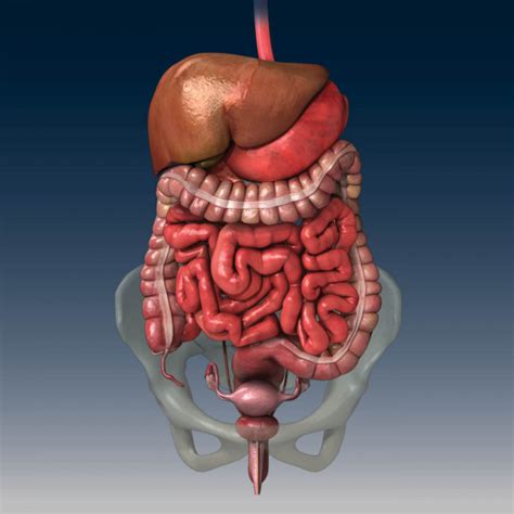 Ingested food exits the small intestine and enters the cecum. Female Abdominal Anatomy - TrialExhibits Inc.