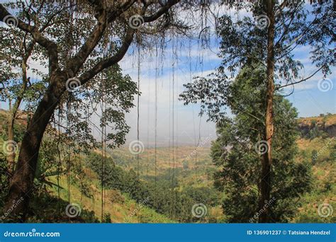 African Jungle Trees With Liana Stock Image Image Of Creeper Forest