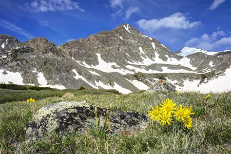 Colorado Wildflower Images Old Man Of The Mouintain And Cryst