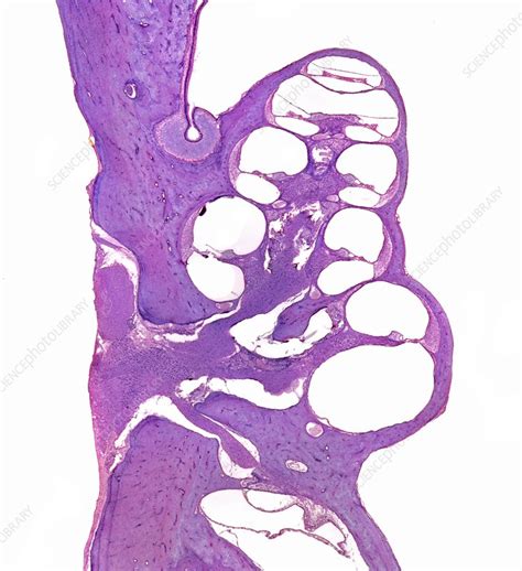 Cochlea Light Micrograph Stock Image C0017635 Science Photo Library