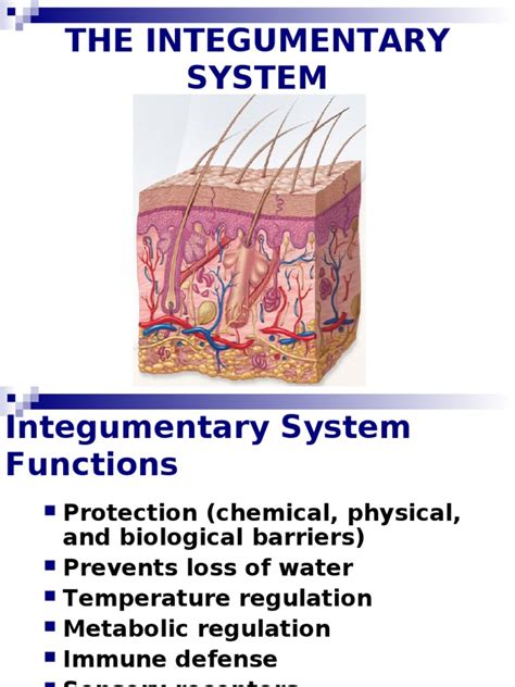 04 Integumentary Powerpoint Integumentary System Epidermis