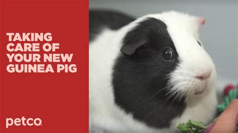 How To Care For Your New Guinea Pig Petco Youtube