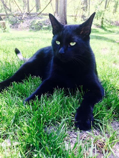 Black Cat With Beautiful Green Eyes Gatos