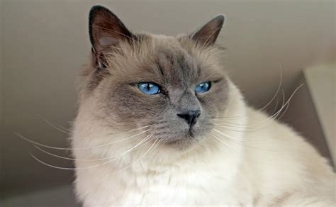 The 10 Most Affectionate Cat Breeds
