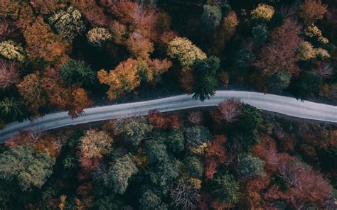 Download Wallpaper 2560x1600 Forest Road Aerial View Trees Treetops
