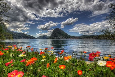 Flowers By Lake In Switzerland Hd Wallpaper Background