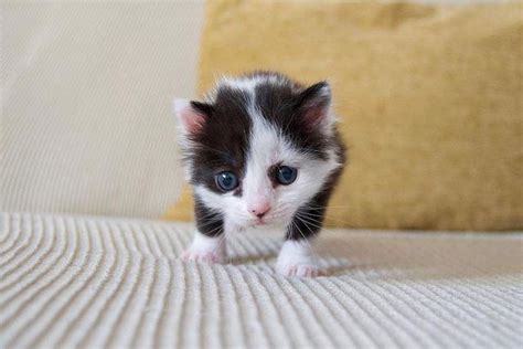 Kitten That Looks Like A Panda Is Thriving After Being Found In A Box