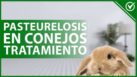 Pasteurelosis En Conejos Qu Es Causas S Ntomas Diagn Stico Y
