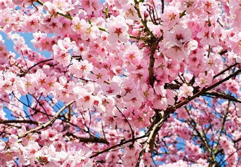The Best Time To Visit Japan For Cherry Blossoms • The Invisible Tourist
