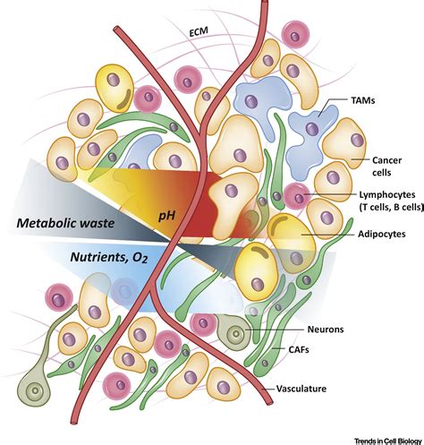 Metabolic Interactions In The Tumor Microenvironment Trends In Cell