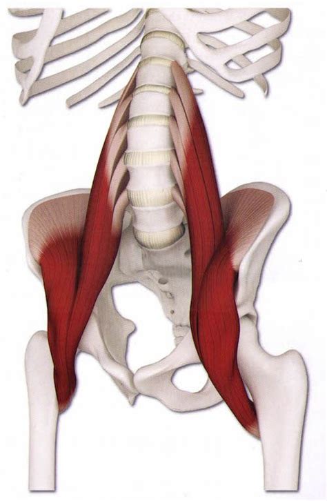 Iliopsoas Muscles Information