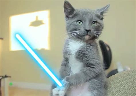 It started out with 1977's star wars episode iv: The Force is Strong in These Jedi Kittens