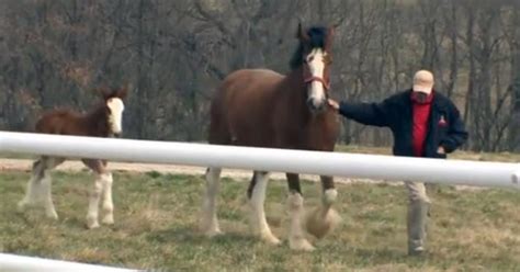 Man Takes Powerful Clydesdales For A Walk Now Dont Take Your Eyes Off