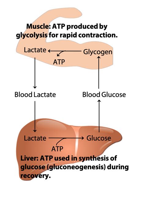 Glycolysis Bioc2580 Introduction To Biochemistry