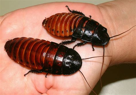Madagascar Hissing Cockroach Department Of Entomology