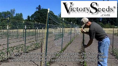 Pole beans wind themselves around poles so they will need a bit more support than a twine trellis can handle. Using Horticultural Netting (aka Crop Netting) to Trellis ...
