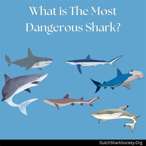 What Is The Most Dangerous Shark In The World To Humans