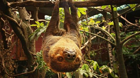 International Sloth Day Did You Know Sloths Only Speed Up For Sex