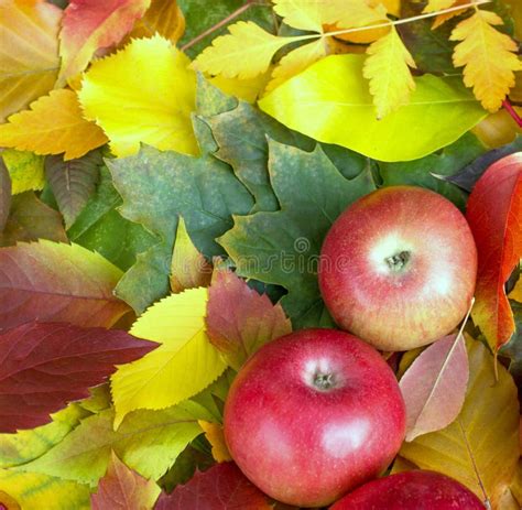 Apples On Autumn Leaves Stock Image Image Of Green Heap 26706079