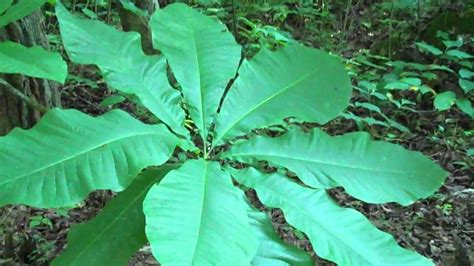 Many flowering trees are perfect for growing in tennessee gardens. Tennessee Native Trees in The Wild - YouTube