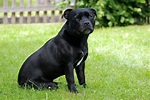 Staffordshire Bull Terrier: Razza del Cane carattere, dimensioni e misure
