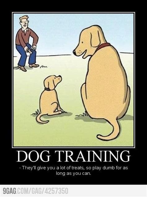 Dog Training Funny Quotes Quotesgram
