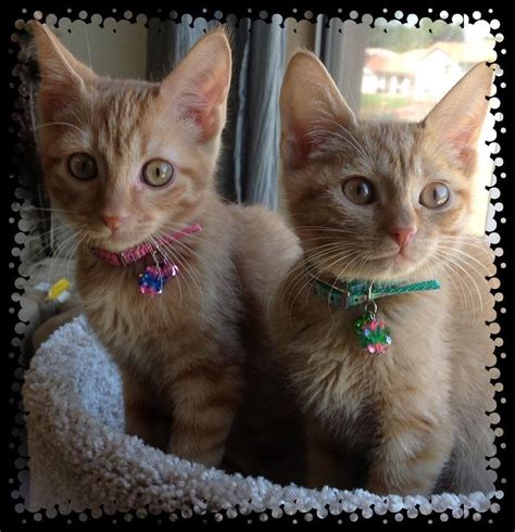 My Two Orange Tabby Kittenssunny And Tangyrescued From Humane