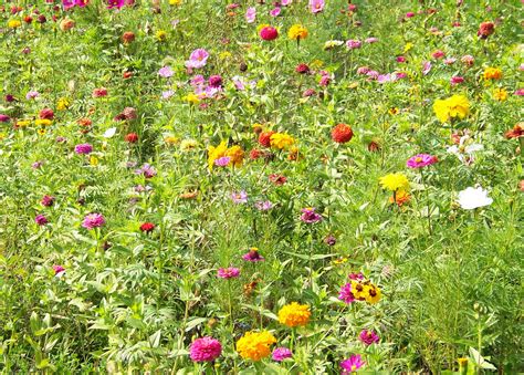 Wildflowers Free Stock Photo Public Domain Pictures