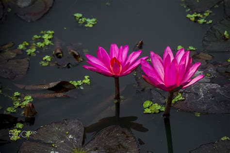 Red Water Lily In Small Pond Near Dhamrai Dhala Bangladesh Red
