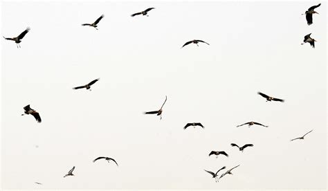Birds Aesthetic Wallpapers Top Free Birds Aesthetic Backgrounds