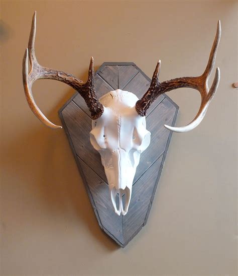 Pin By Lowcountrygamepanels On Harvest Plaques European Mount Deer