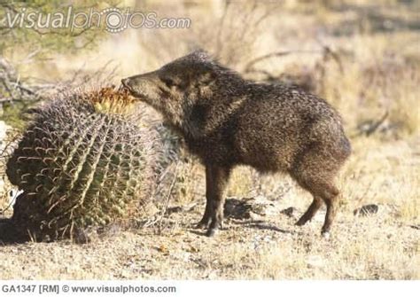 Cacti plants come in different colors, structures, and sizes. JAVELINA eating one heck of a sticky meal. These small ...
