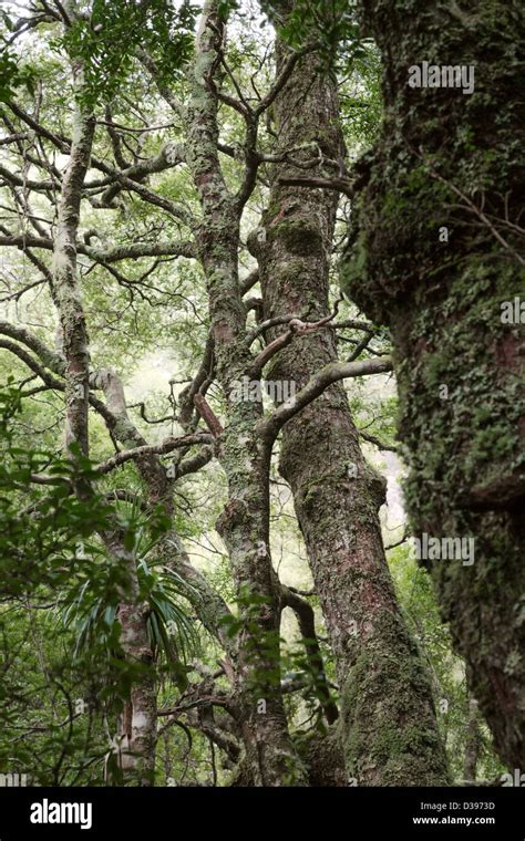 Temperate Rainforest In Tasmania Australia Stock Photo Alamy