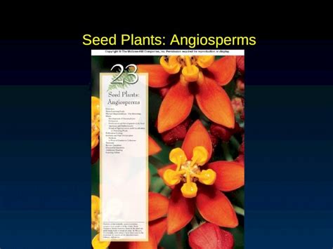Ppt Seed Plants Angiosperms Outline Phylum Magnoliophyta