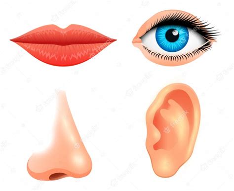 인간 생물학 감각 기관 해부학 그림 자세한 키스 또는 입술 코 및 귀 눈 또는보기에 직면하십시오 의학 또는 건강한