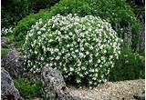 Best Evergreen Flowering Shrubs Images