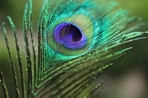 Peacock Feather Birds · Free Photo On Pixabay