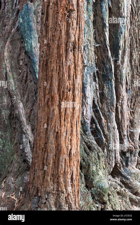 Giant Sequoia Coast Redwood Coastal Redwood California Redwood