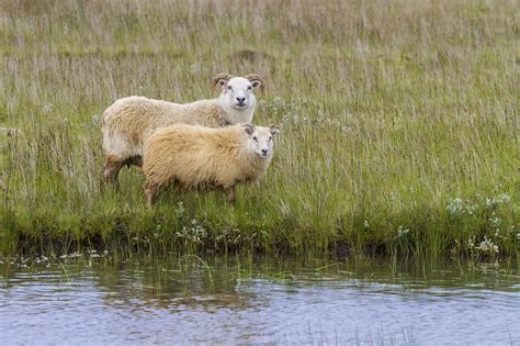 Icelandsheepwoolanimalsfree Pictures Free Image From