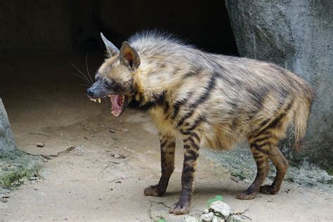 Striped Hyena Hyaena Hyaena Zoochat