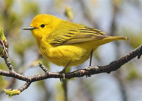 Birding with Lisa de Leon: Yellow Warbler - Young and Old