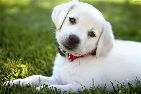 Pies Biały Szczeniak Labrador Retriever Obroża Trawa
