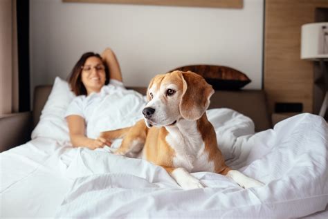 Top Activities Offered By Carlsbad Pet Friendly Hotels Ocean Palms