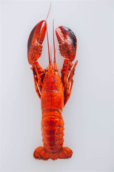 Boston Lobster Lam Kee Fisheries