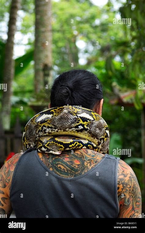 Tatooed Man From Behind Python Around His Neck Near Ubud Bali