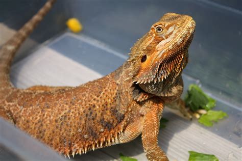The 5 Best Beginner Reptiles So You Want A Pet Reptile But Youre
