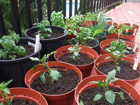 Easy Container Vegetable Gardening In 7 Simple Steps Part