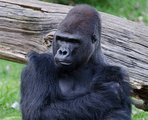 220 Gorilla Ears Stock Photos Pictures And Royalty Free Images Istock